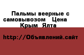 Пальмы веерные с самовывозом › Цена ­ 2 000 - Крым, Ялта  »    